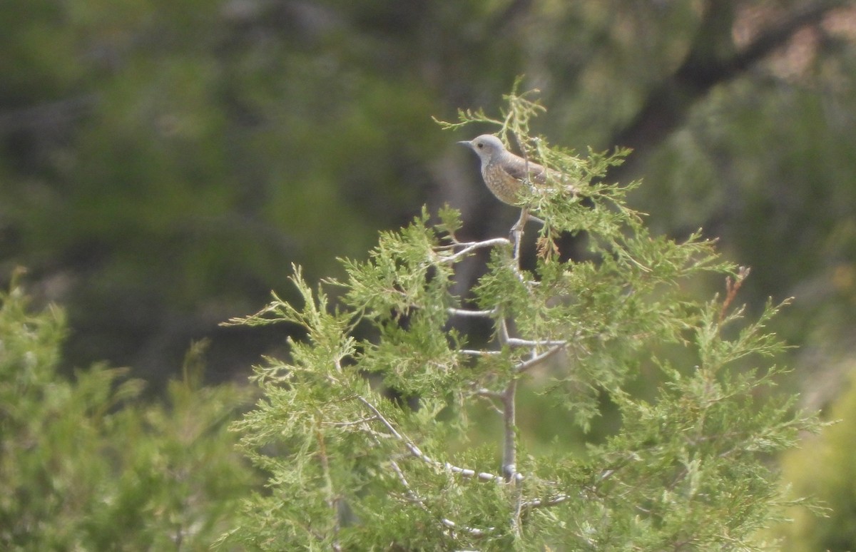 Rufous-tailed Rock-Thrush - Martín  Rey Pellitero