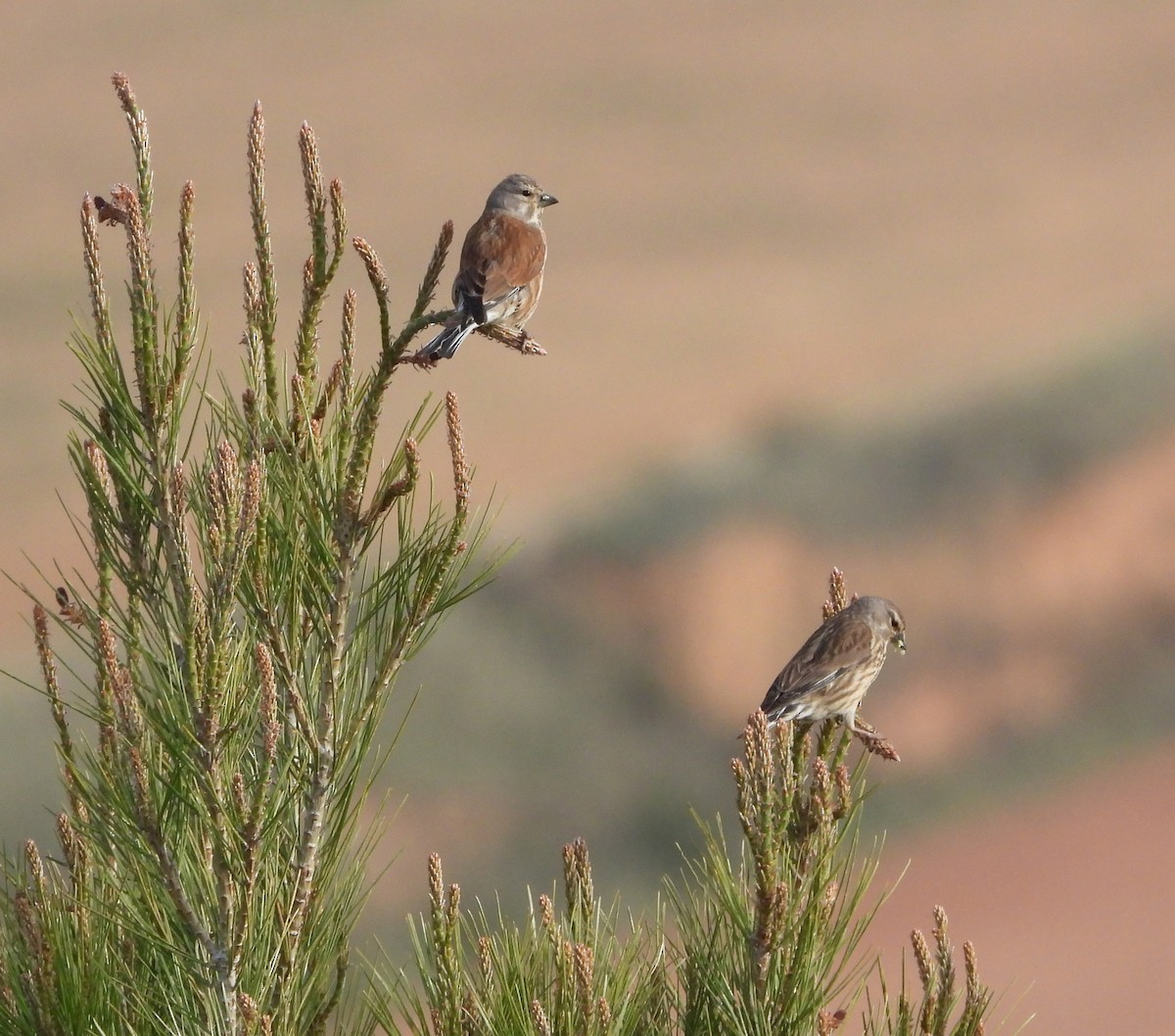 Eurasian Linnet - Martín  Rey Pellitero