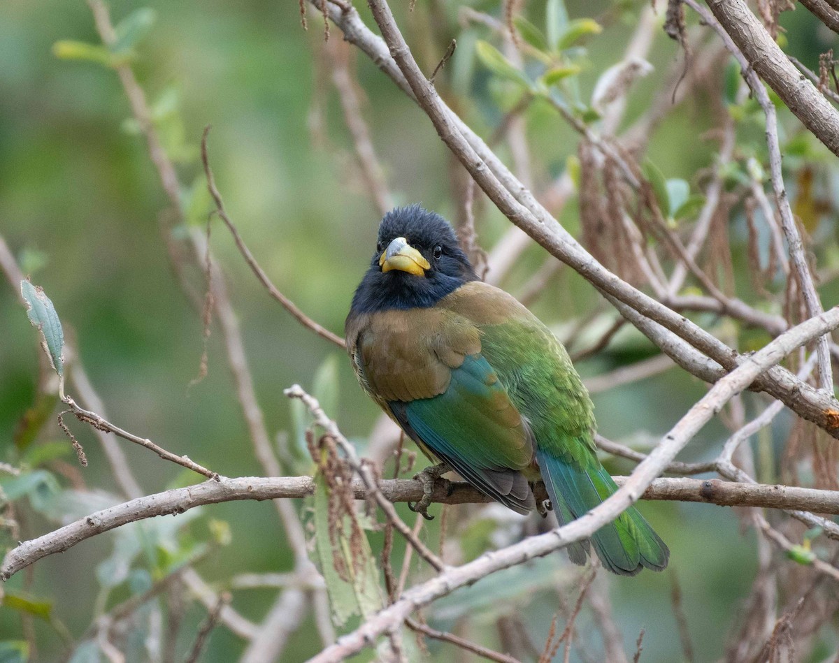 Great Barbet - ML618877936