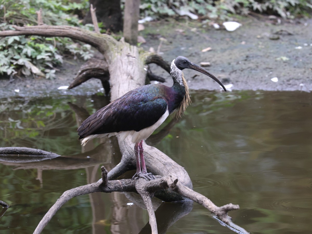 Straw-necked Ibis - ML618877939