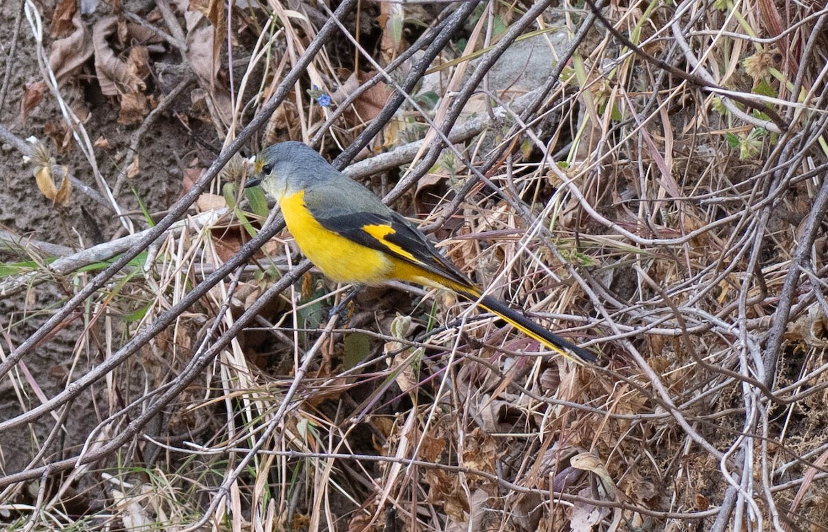 Long-tailed Minivet - ML618877941