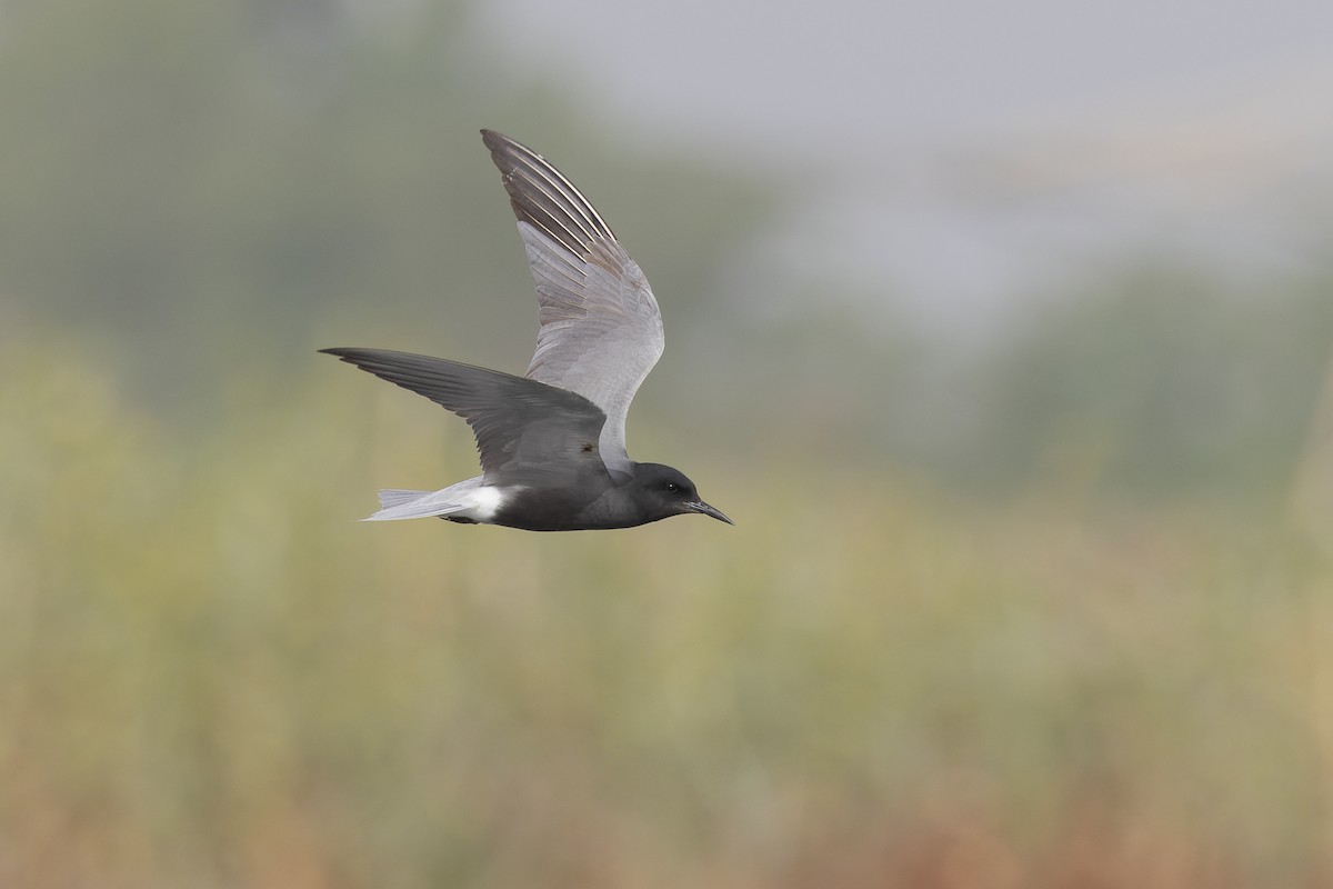 Black Tern - Micha Mandel