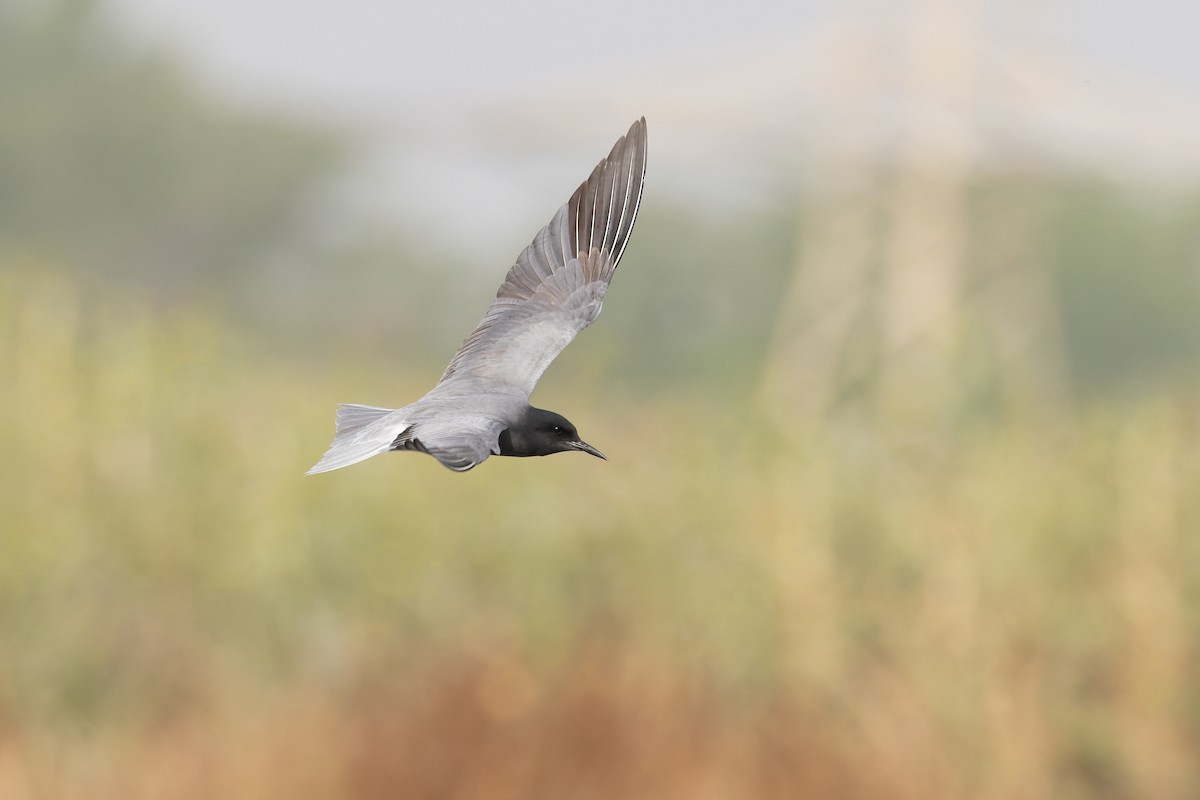 Black Tern - Micha Mandel