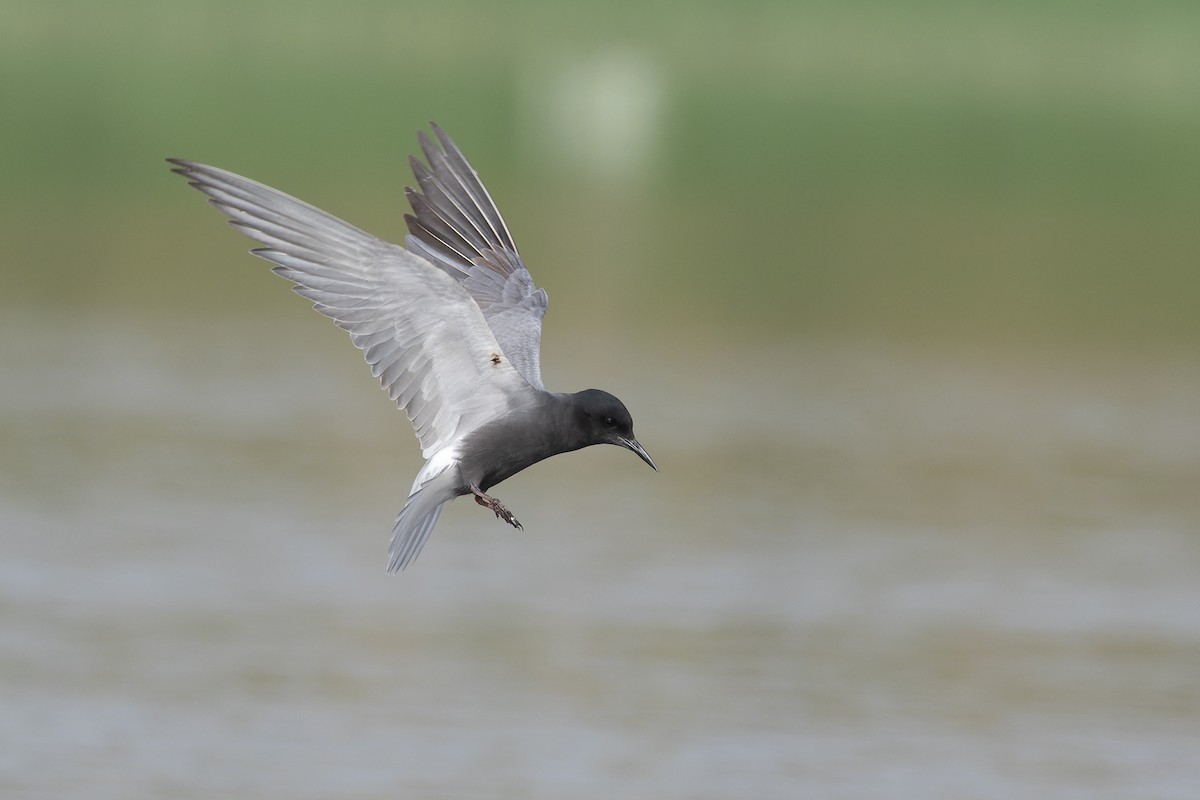 Black Tern - Micha Mandel