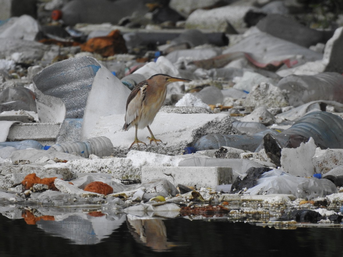 Little Bittern - Philip Steiner