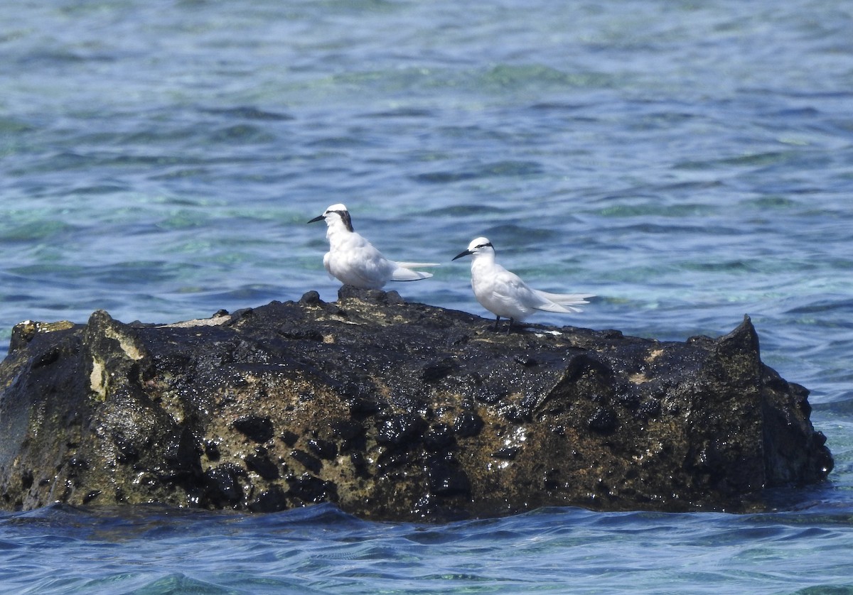 Black-naped Tern - Noam Markus