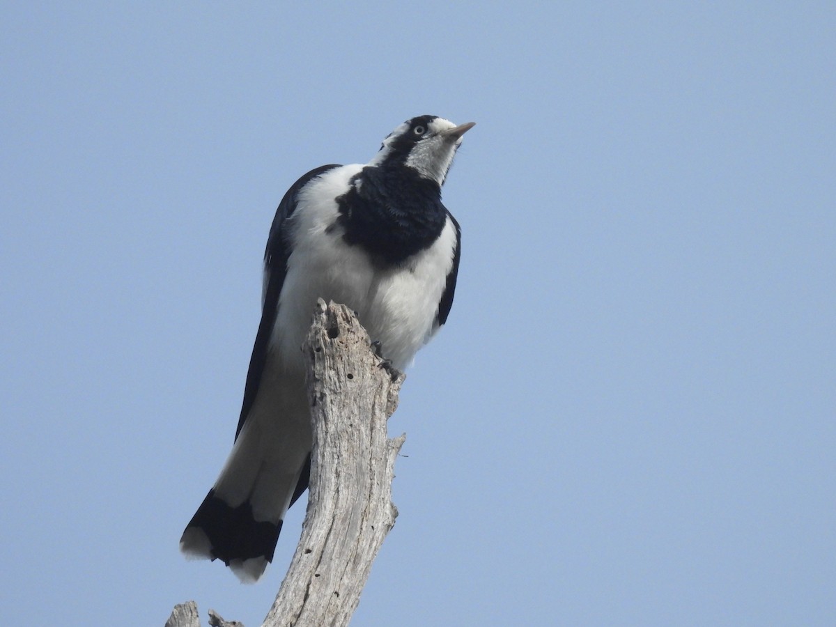 Magpie-lark - Praveen Bennur