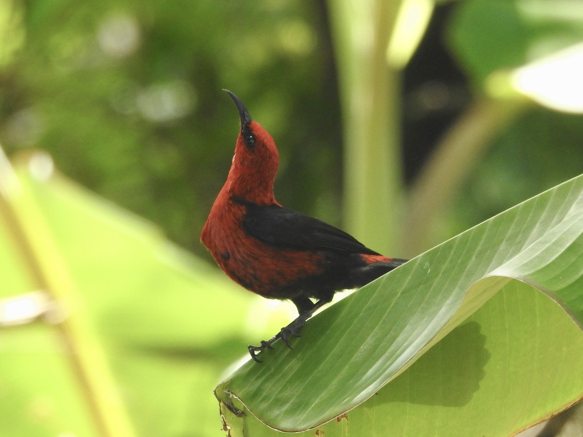 Micronesian Myzomela - Noam Markus