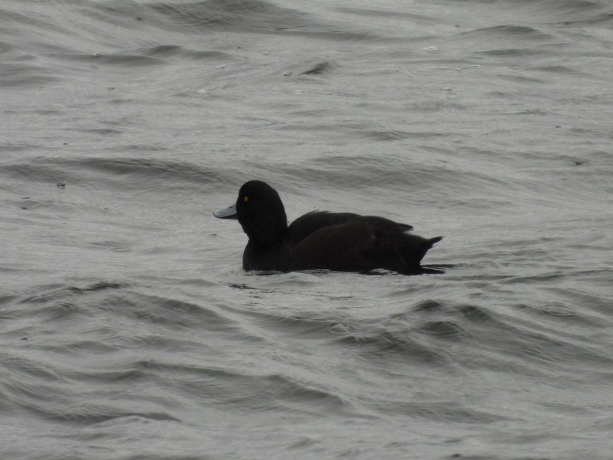 New Zealand Scaup - L. Burkett