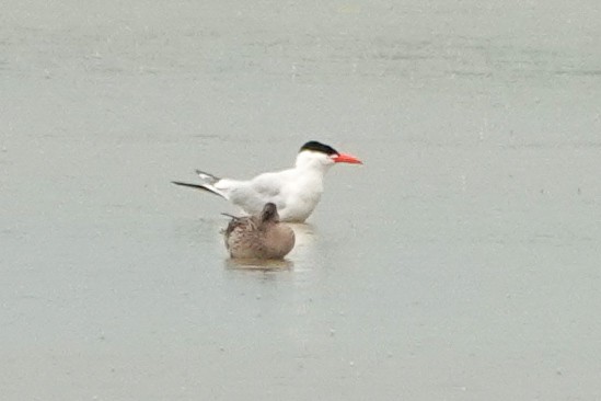 Caspian Tern - Derya Özkan