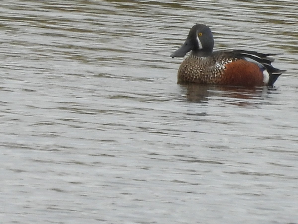 Australasian Shoveler - L. Burkett