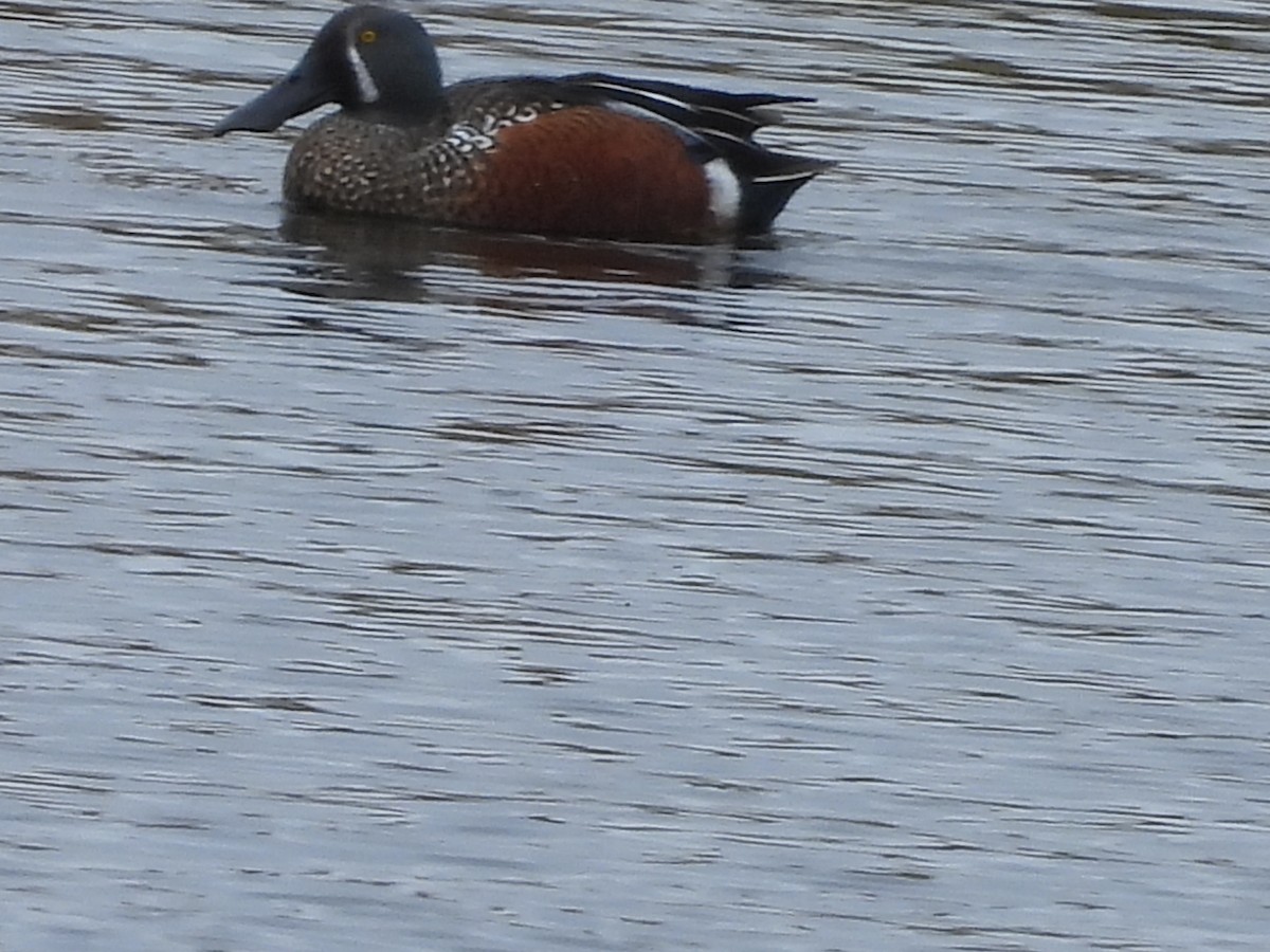 Australasian Shoveler - L. Burkett