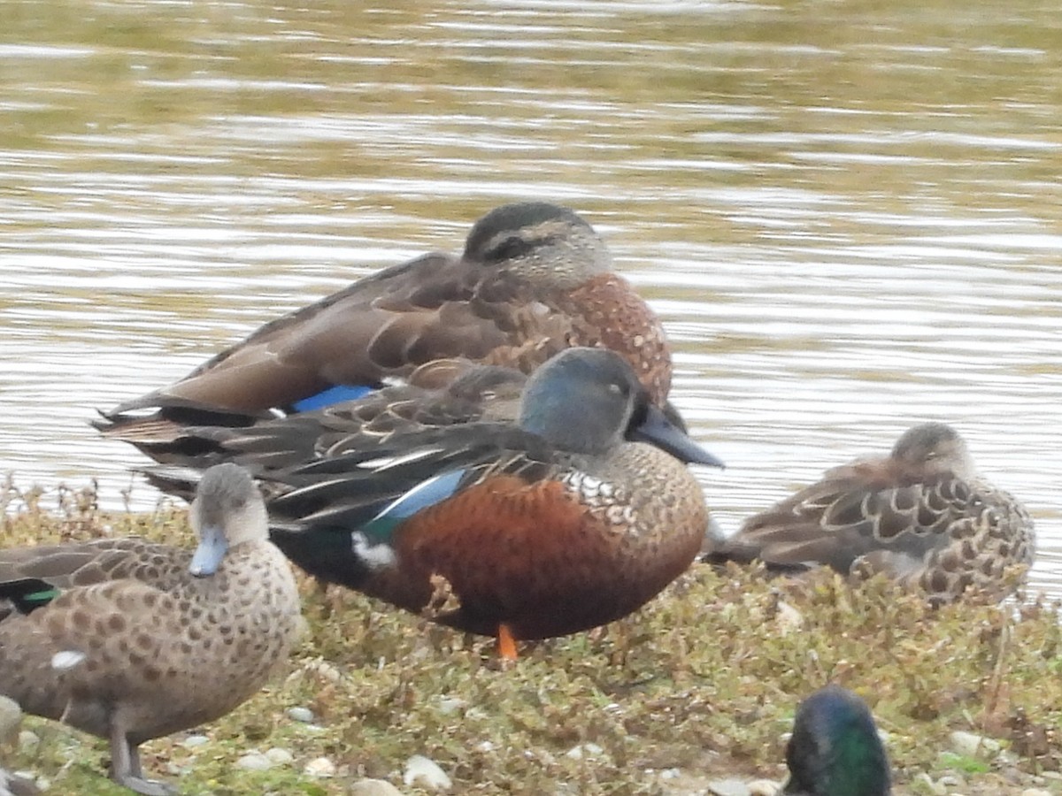 Australasian Shoveler - L. Burkett