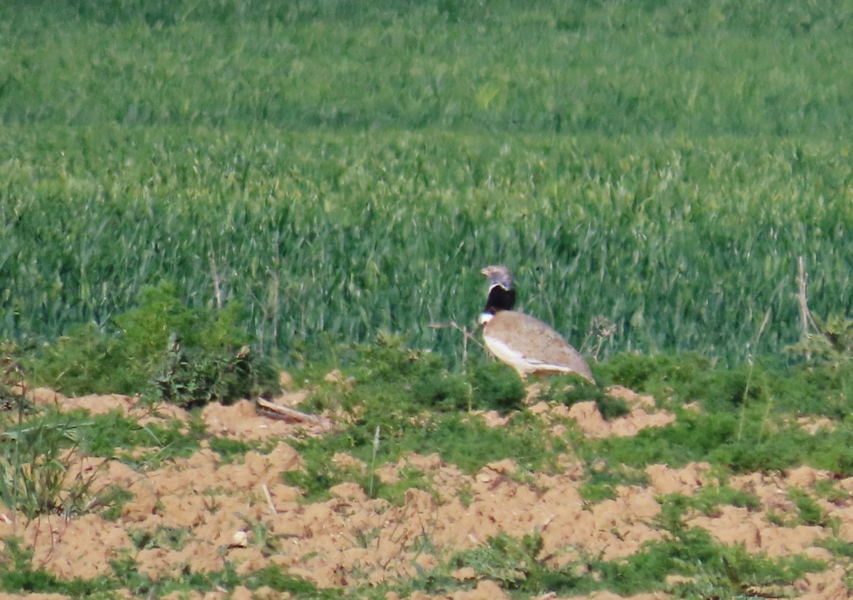 Little Bustard - Rafael  Diez González