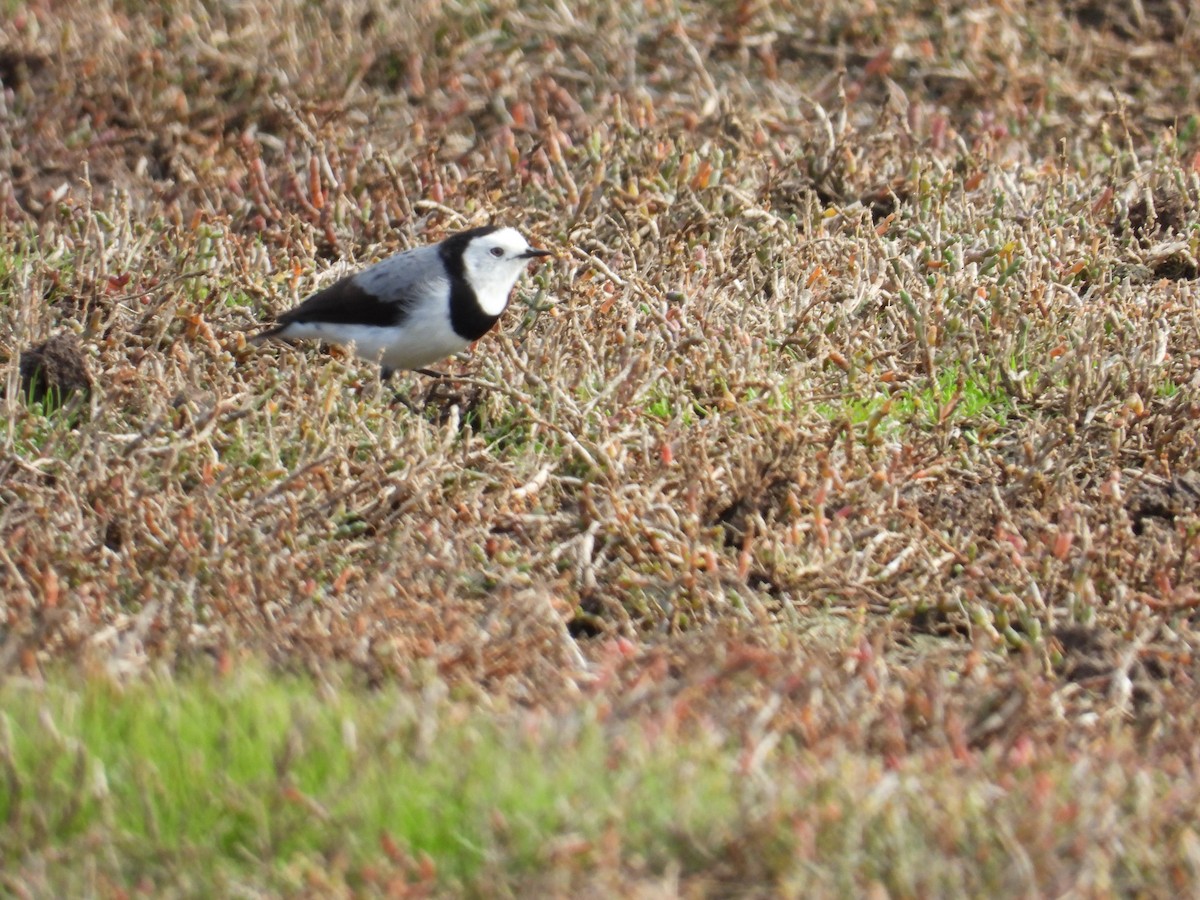 White-fronted Chat - Andrew Guy