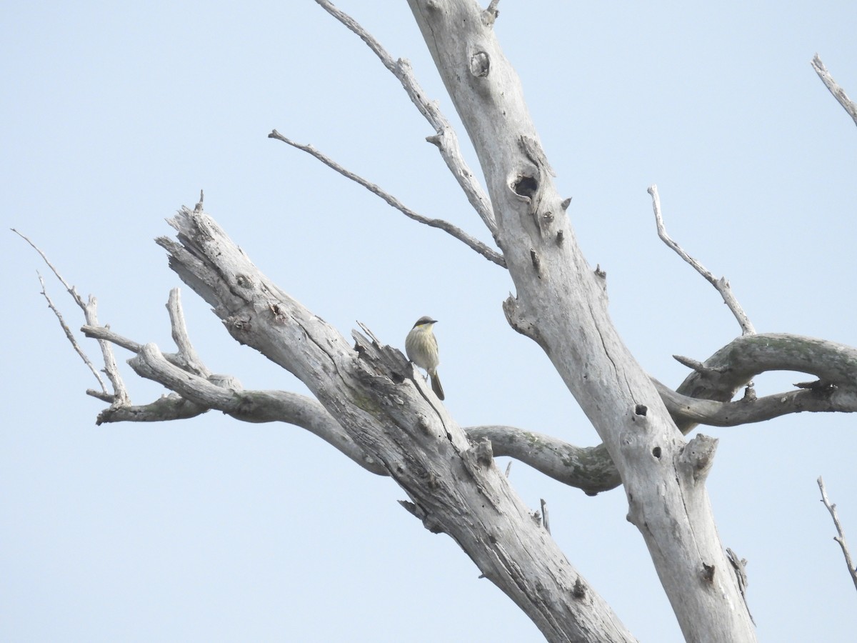 Singing Honeyeater - Praveen Bennur