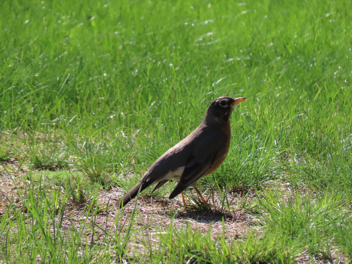 American Robin - Sue and Tom Santeusanio