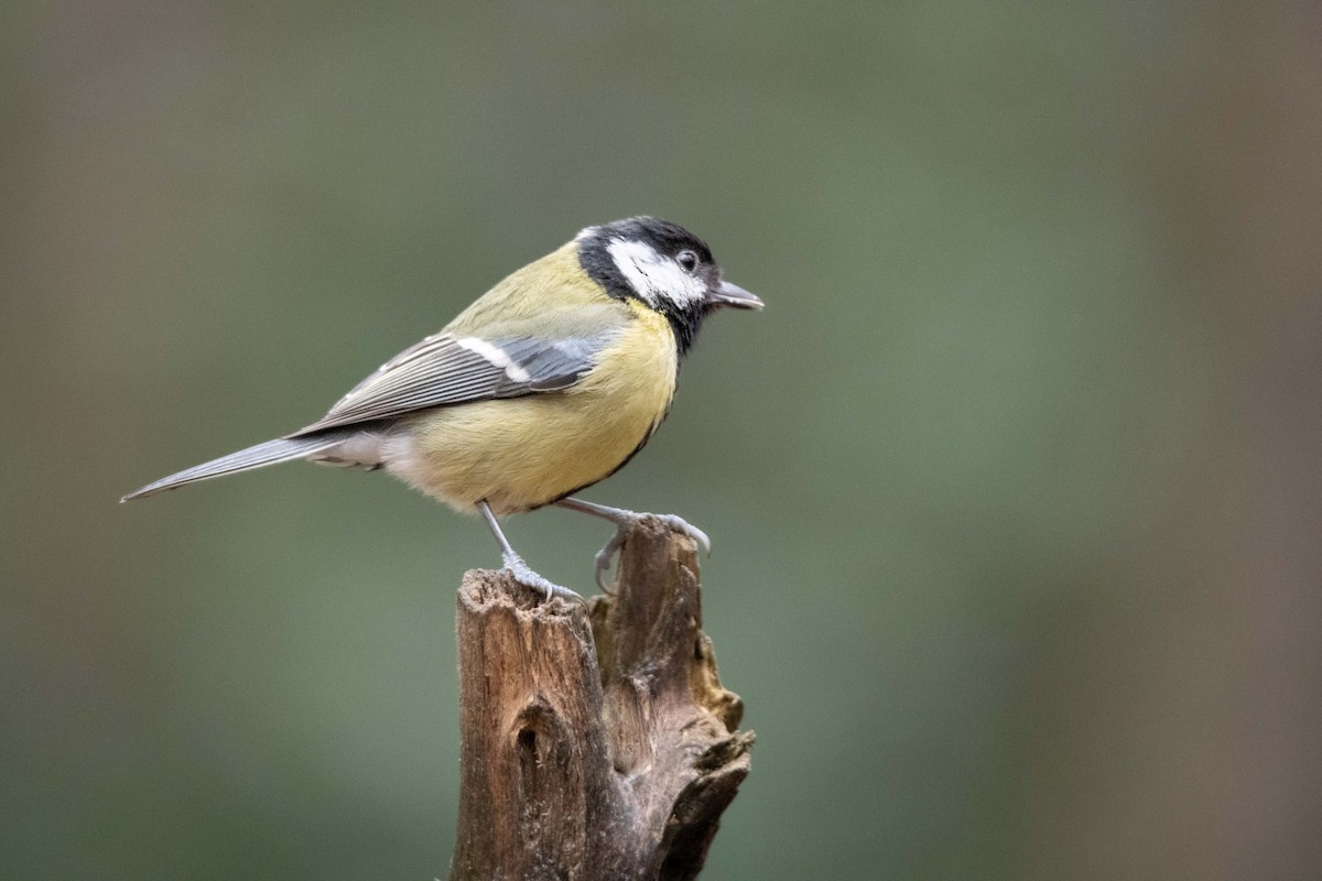 Great Tit - Guido Van den Troost