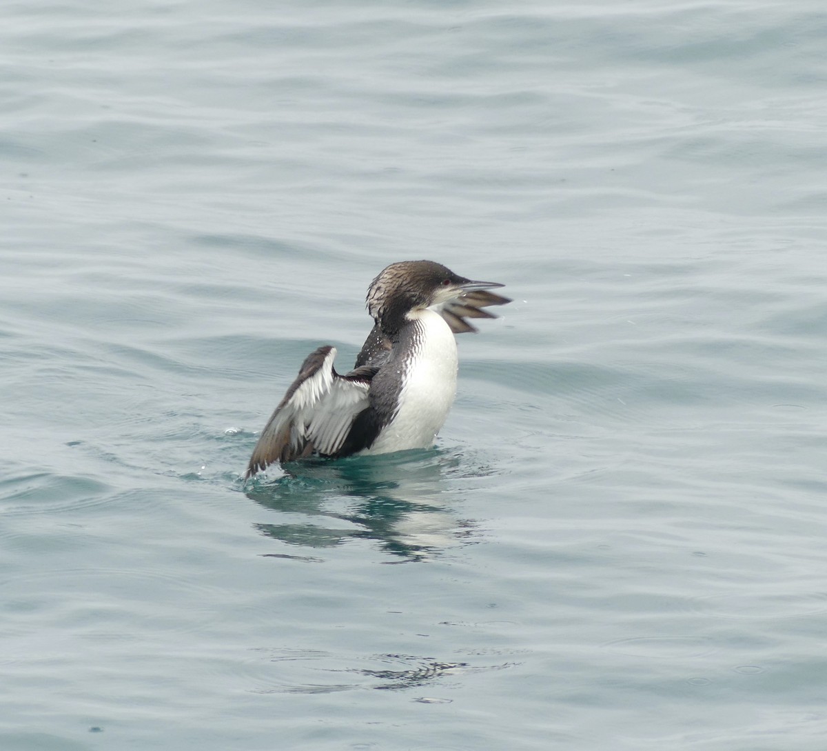 Pacific Loon - Leslie Hurteau