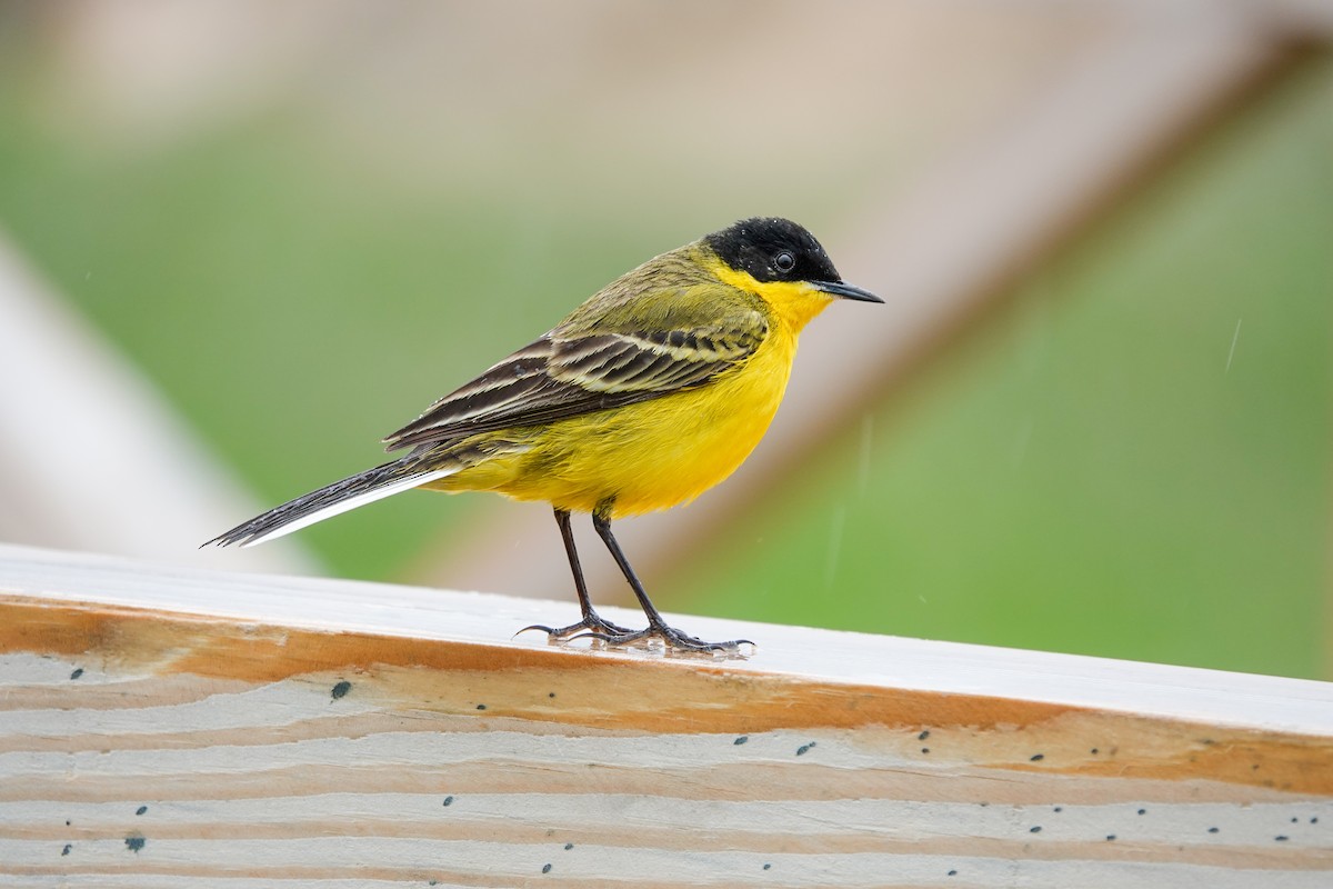 Western Yellow Wagtail - Derya Özkan