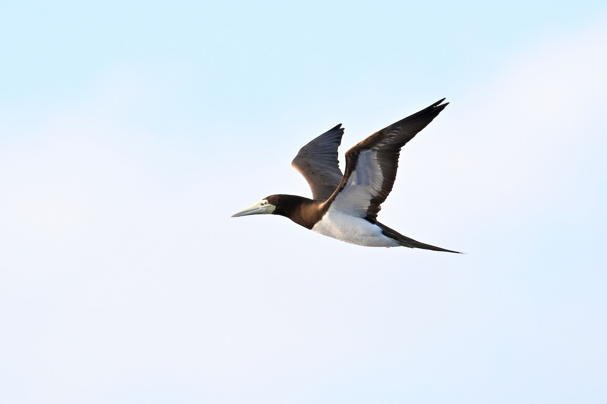 Brown Booby - Qin Huang