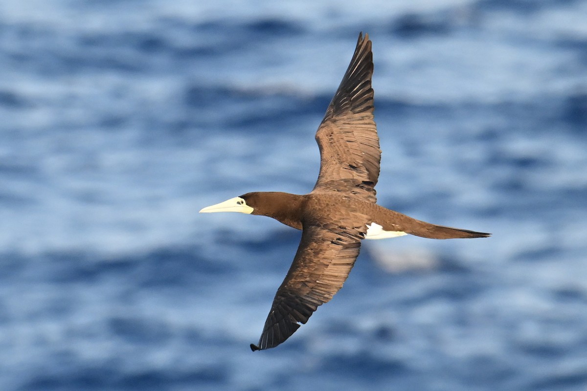 Brown Booby - Qin Huang