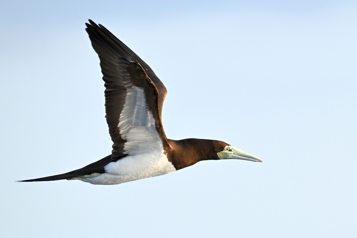 Brown Booby - Qin Huang