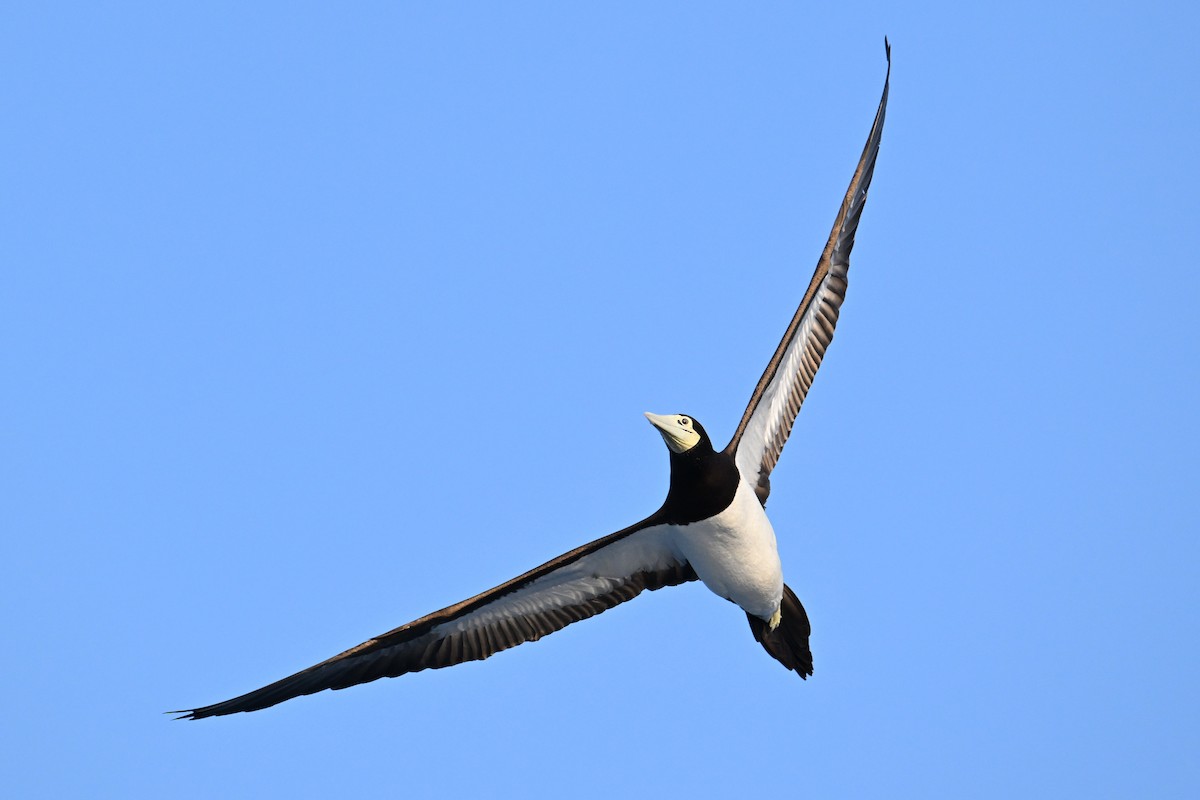 Brown Booby - Qin Huang