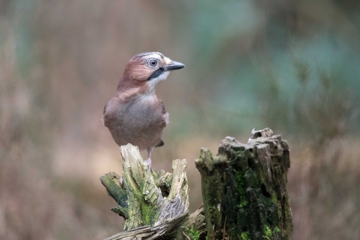 Eurasian Jay - Guido Van den Troost