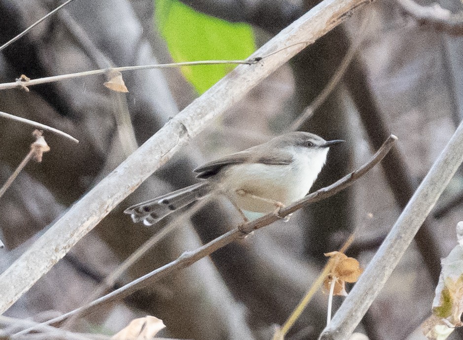 Gray-breasted Prinia - Sayantan Ghosh