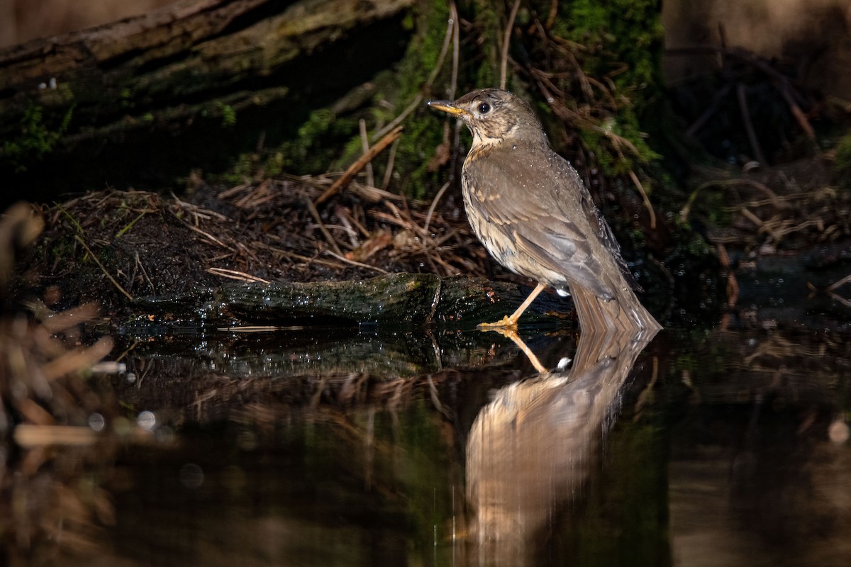 Song Thrush - Guido Van den Troost