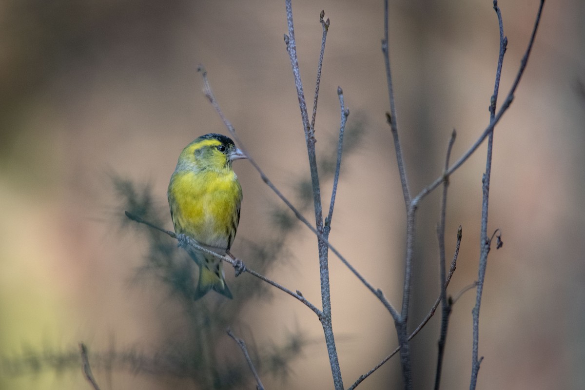 Eurasian Siskin - Guido Van den Troost