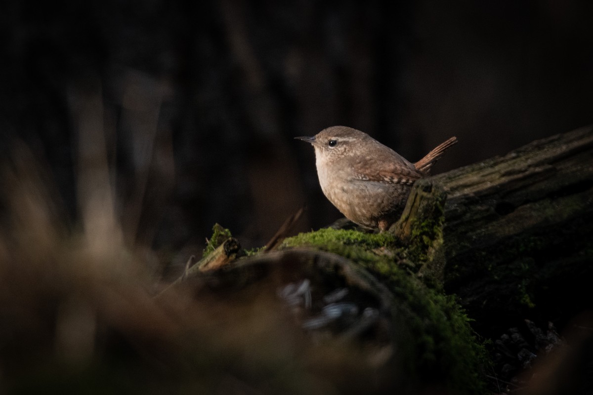 Eurasian Wren - Guido Van den Troost