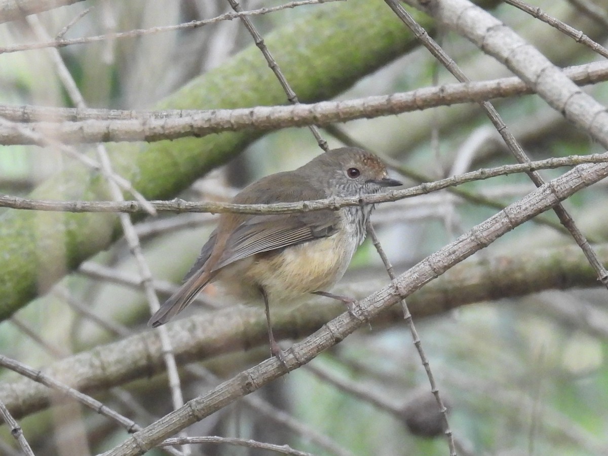 Brown Thornbill - Praveen Bennur