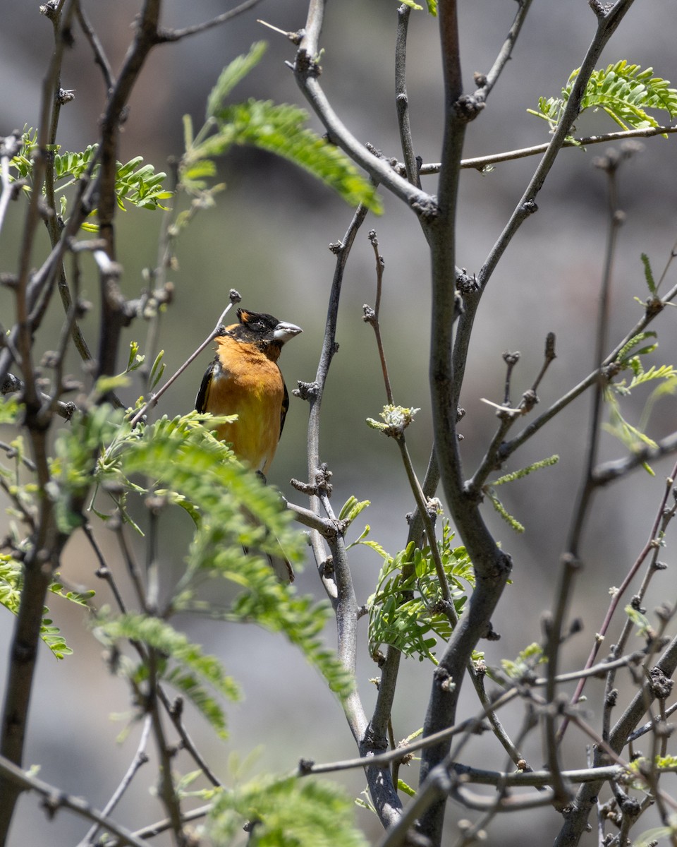 Black-headed Grosbeak - Ameya Thatte