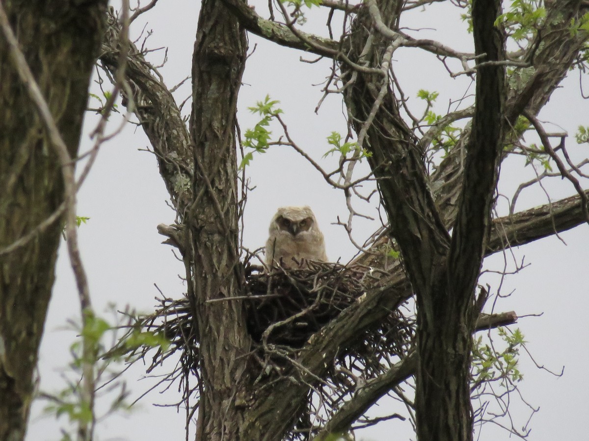 Great Horned Owl - d w