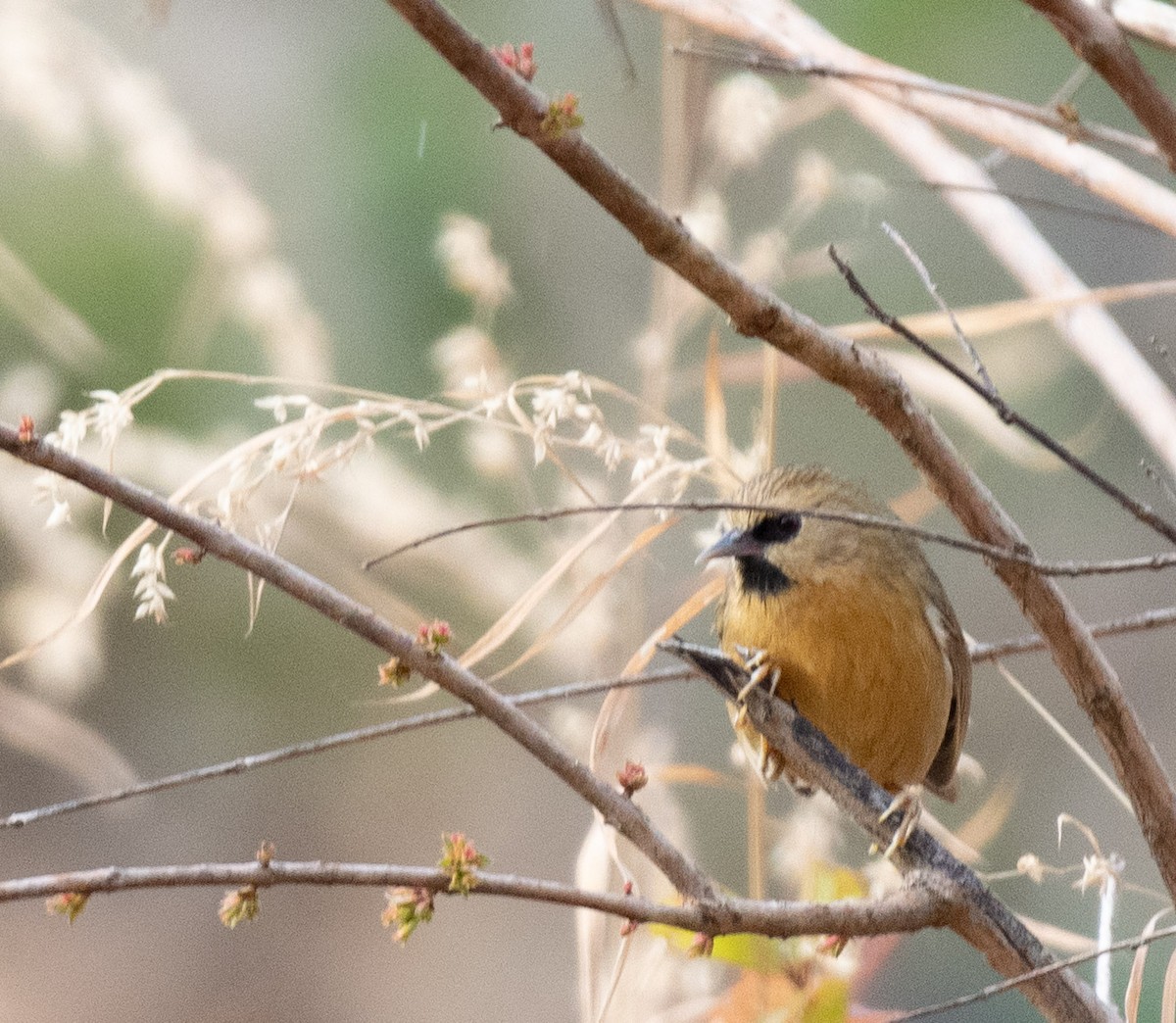 Black-chinned Babbler - Sayantan Ghosh