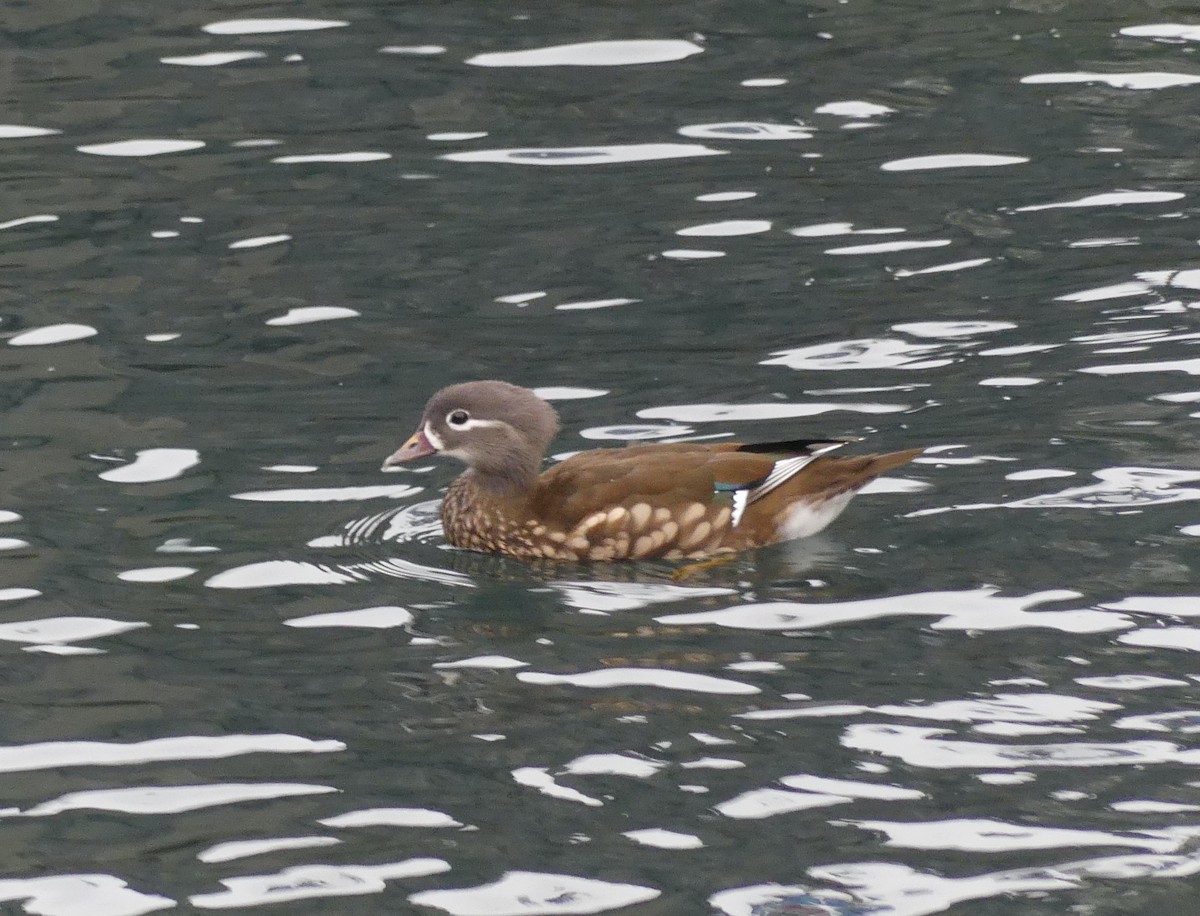 Mandarin Duck - Leslie Hurteau