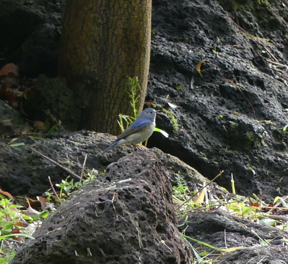 Red-flanked Bluetail - Leslie Hurteau