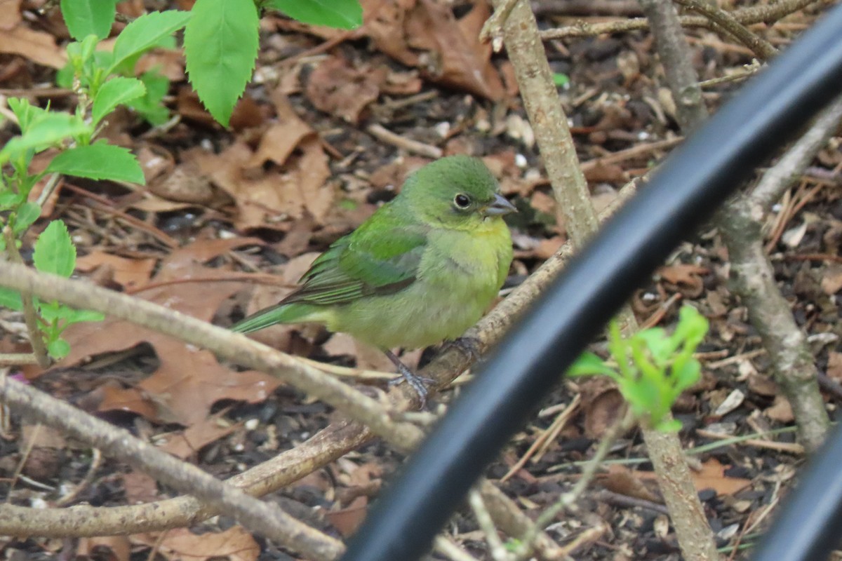 Painted Bunting - ML618878160