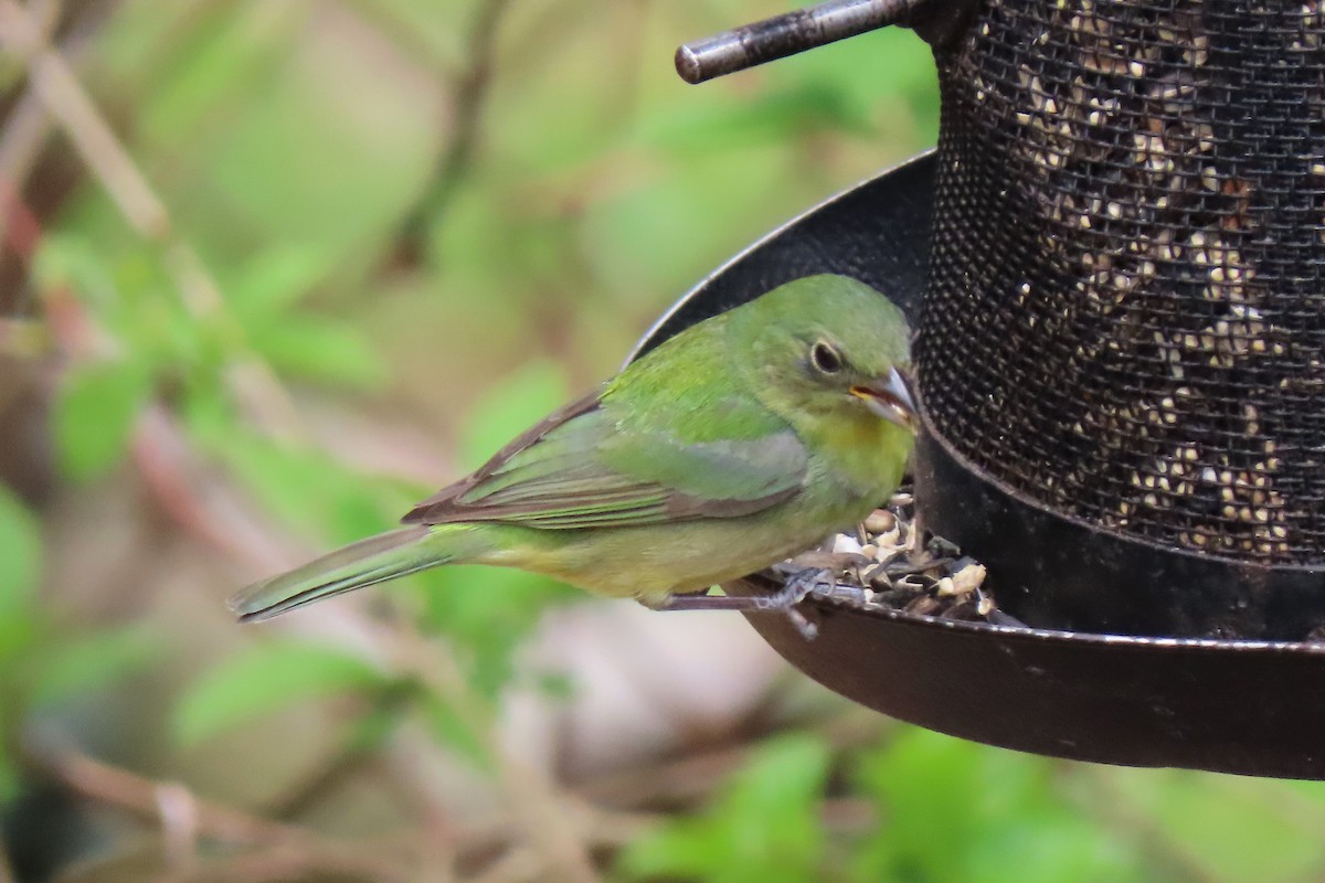 Painted Bunting - ML618878161