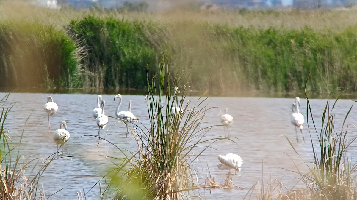 Greater Flamingo - Pelagicus Team