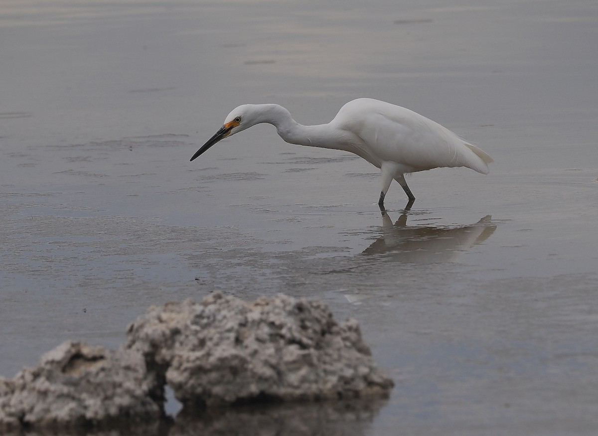 Little Egret - ML618878168