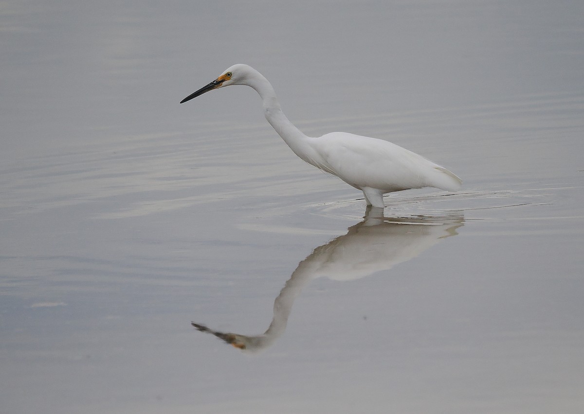 Little Egret - ML618878169