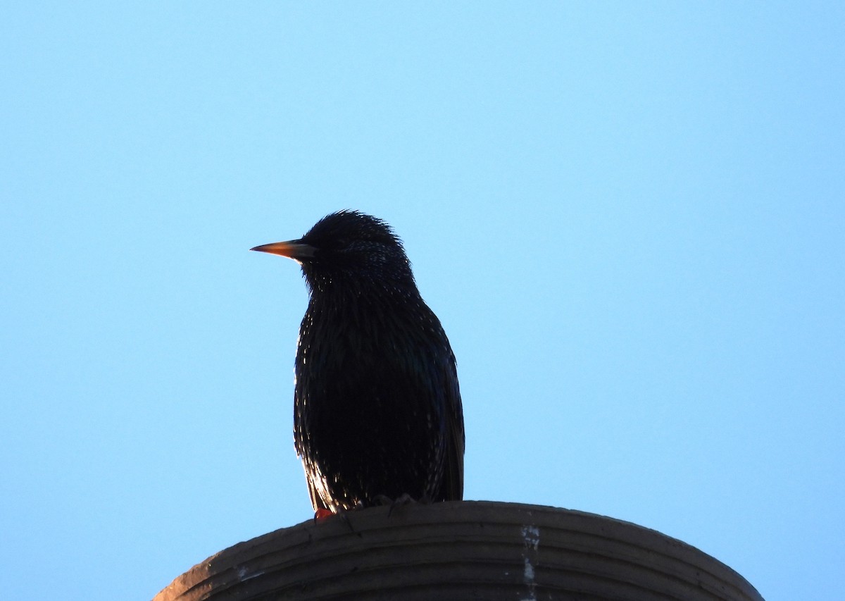 European Starling - ML618878174