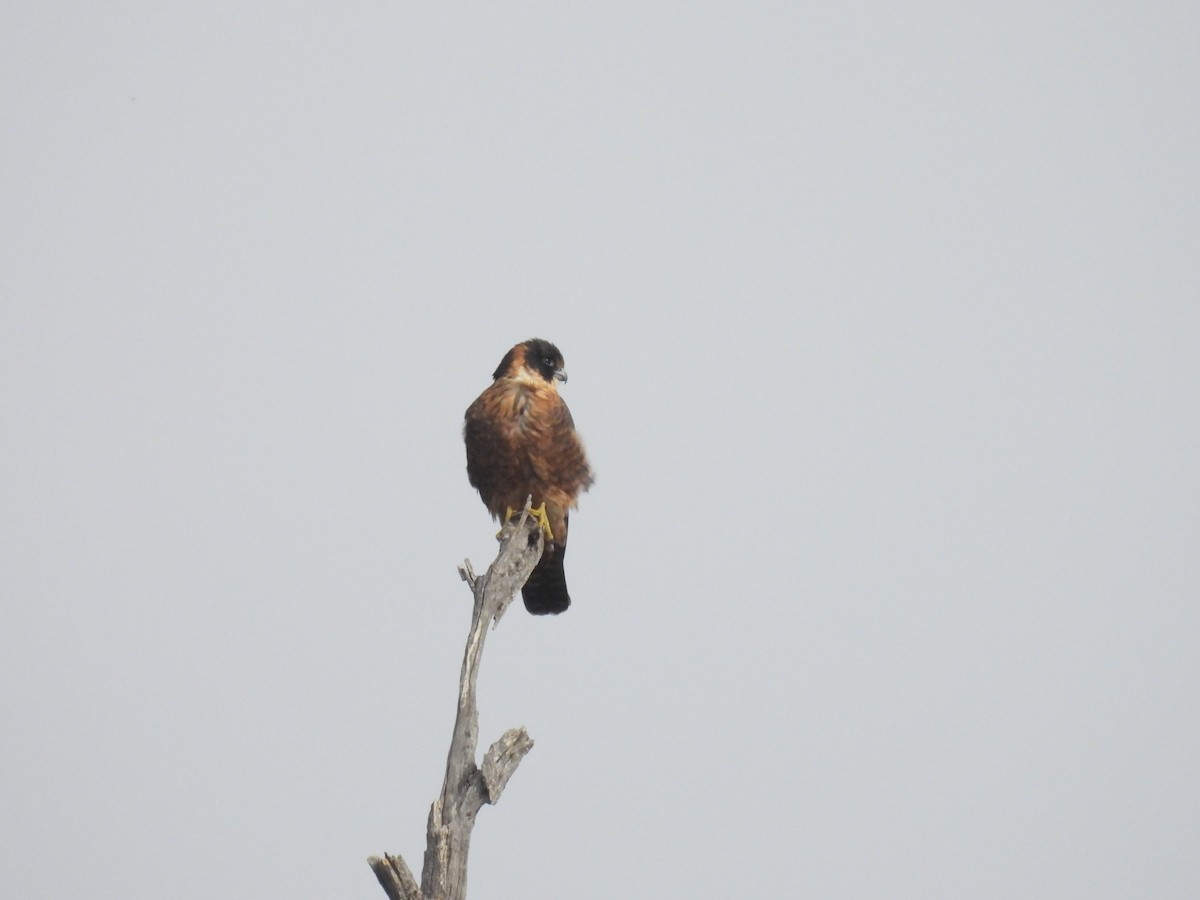 Australian Hobby - Praveen Bennur