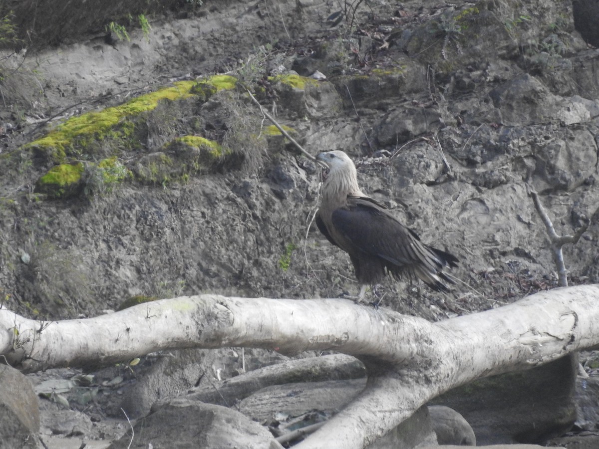 Pallas's Fish-Eagle - Sayanti Basak