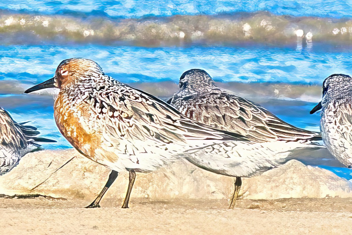 Red Knot - Alfons  Lawen