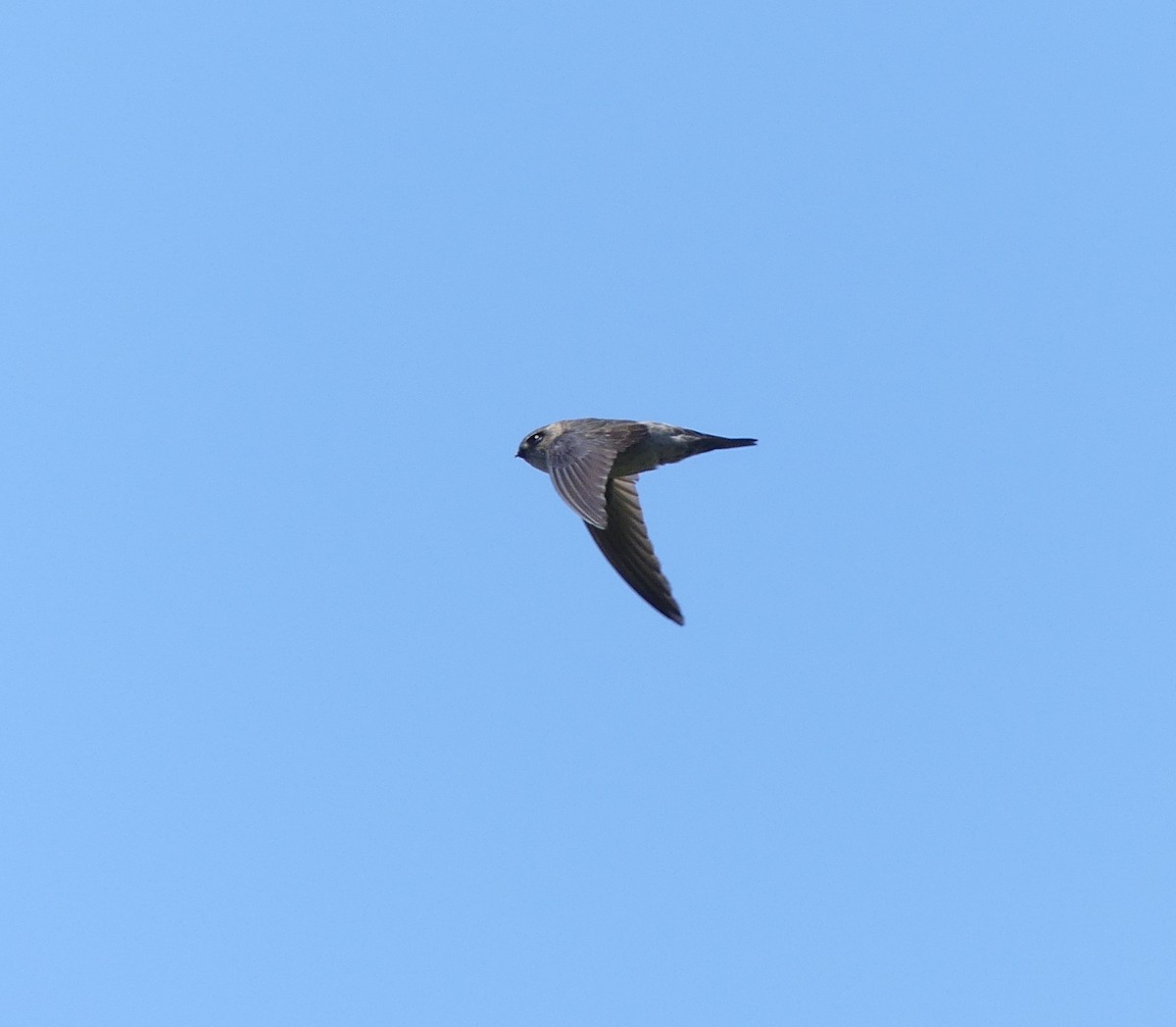 Himalayan Swiftlet - Leslie Hurteau