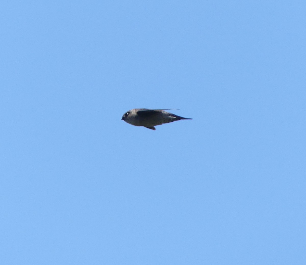 Himalayan Swiftlet - Leslie Hurteau